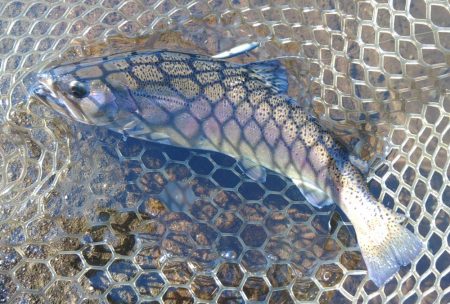 平谷湖フィッシングスポットでサクラマスを狙う